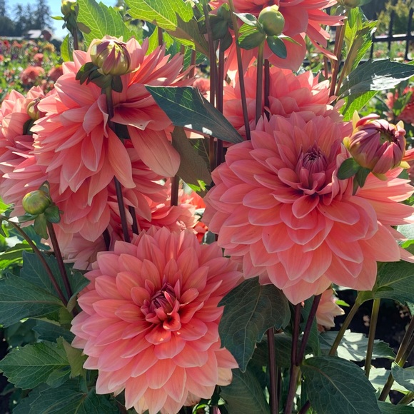 Meet your Posher, Ariel - Picture 2 of 2